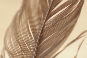 Free Photo of feathers, plumage, texture