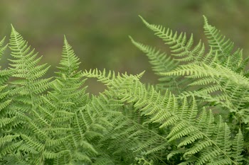 Free Photo of ferns, green, leaf