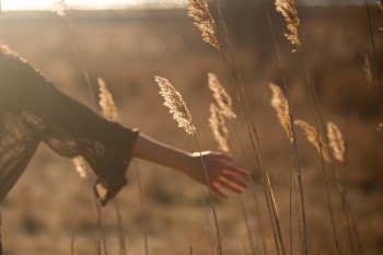 Free Photo of field, grass, yield