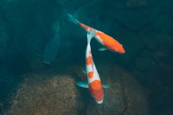 Free Photo of fish, coy, carp