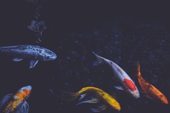 Free Photo of fish, pond, swim