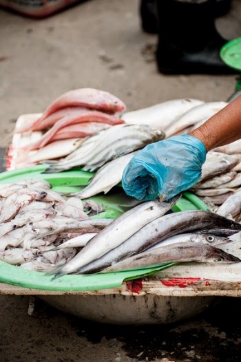 Free Photo of fish, seafood, squid