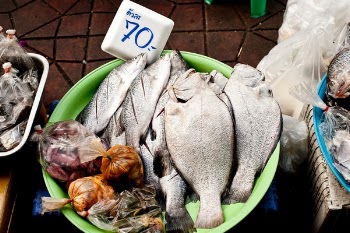 Free Photo of fish, seafood, wet