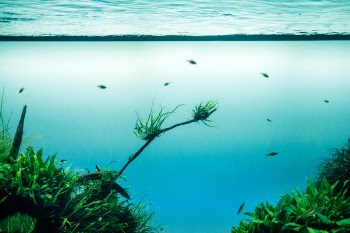 Free Photo of fish, swimming, blue