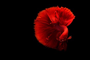 Free Photo of fish, underwater, red