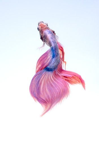 Free Photo of fish, underwater, red