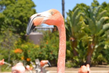 Free Photo of flamingo, beak, pink