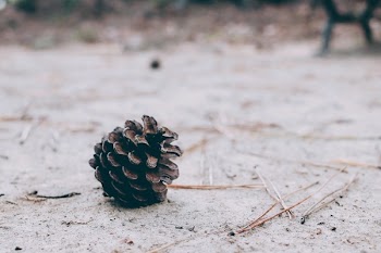Free Photo of floor, ground, brown