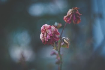 Free Photo of flower, bloom, petal