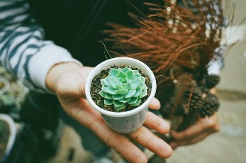 Free Photo of flower, green, petal
