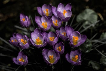 Free Photo of flower, lavender, bloom