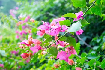 Free Photo of flower, leaf, Bougainvillea glabra