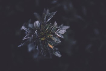 Free Photo of flower, nature, leaves