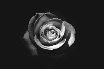 Free Photo of flower, petal, bloom