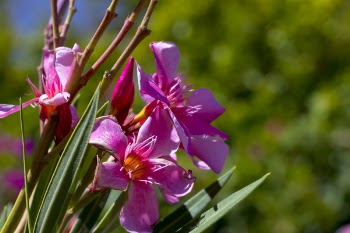 Free Photo of flower, pink, nature