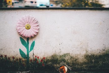 Free Photo of flower, pink, petal