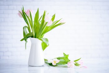 Free Photo of flower, pink, petal