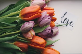 Free Photo of flower, pink, petal
