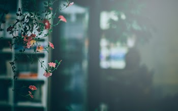 Free Photo of flower, plant, green