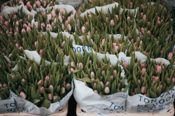 Free Photo of flower, plants, leaf
