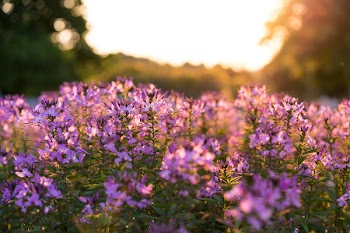 Free Photo of flower, purple, plant