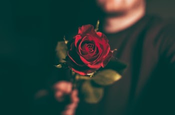 Free Photo of flower, red, petal
