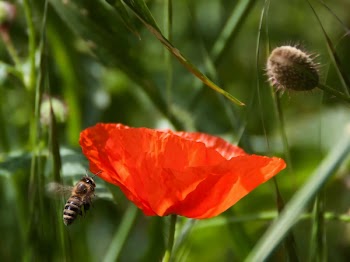 Free Photo of flower, red, petal