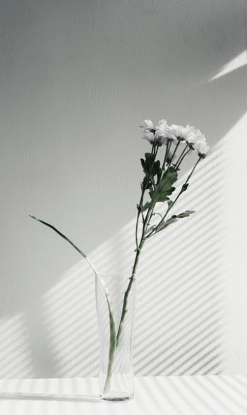Free Photo of flower, vase, display