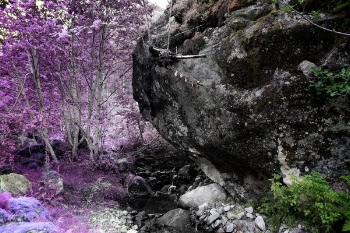 Free Photo of flower, violet, petal