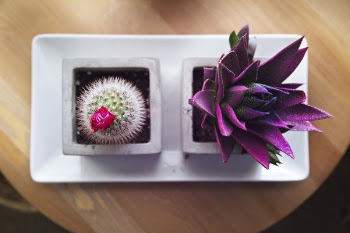 Free Photo of flower, violet, petal