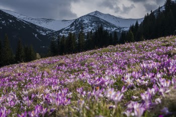 Free Photo of flower, violet, petal
