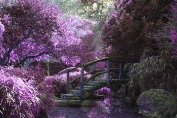 Free Photo of flower, violet, petal