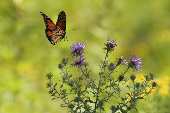Free Photo of flower, violet, petal