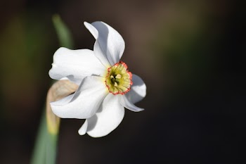 Free Photo of flower, white, narcissus