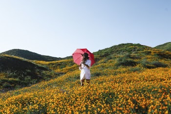 Free Photo of flower, yellow, orange