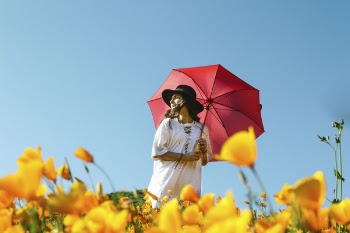 Free Photo of flower, yellow, petal