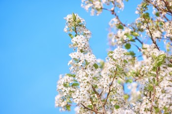 Free Photo of flowers, blossom, white