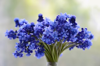 Free Photo of flowers, bouquet, bloom