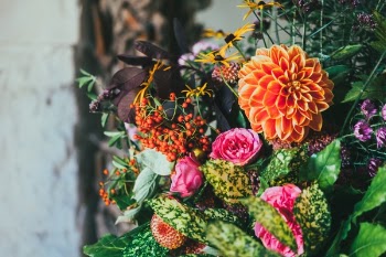 Free Photo of flowers, colorful, display