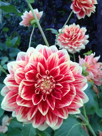 Free Photo of flowers, garden, varigated