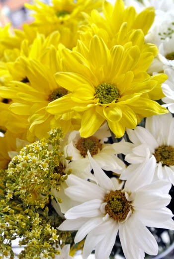 Free Photo of flowers, margaritas, yellow