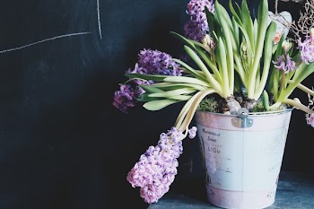 Free Photo of flowers, natural, blossom