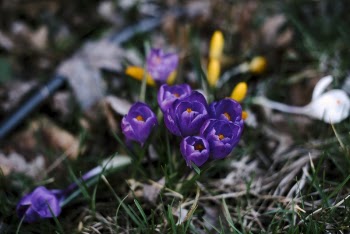 Free Photo of flowers, nature, blossoms