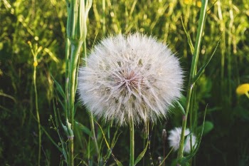 Free Photo of flowers, nature, blossoms