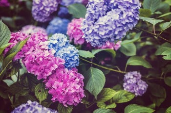 Free Photo of flowers, nature, blossoms