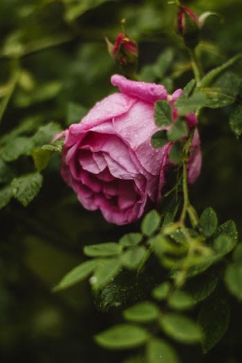 Free Photo of flowers, nature, blossoms