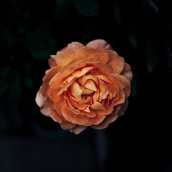Free Photo of flowers, nature, blossoms