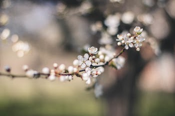 Free Photo of flowers, nature, blossoms