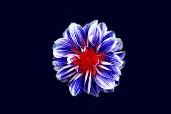 Free Photo of flowers, nature, blossoms