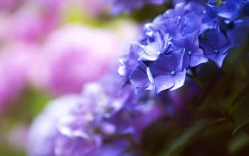 Free Photo of flowers, nature, blossoms